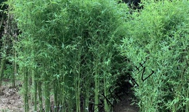 美国为什么禁止种植竹子？看后才知道，原来竹子比我们想象的可怕